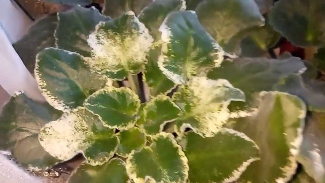 ОТ ТАКОГО ФИАЛКИ ПОПРУТ КАК ГРИБЫ ! смотреть онлайн