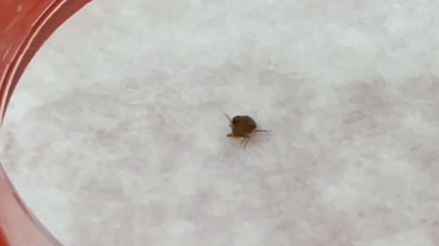 Как травит клопов «КОРАДО» – препарат от колорадского жука? смотреть онлайн