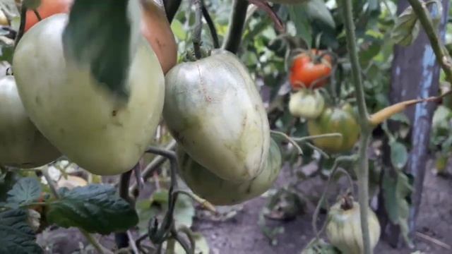 Сорт томата Розовая подушка! Подробный обзор смотреть онлайн