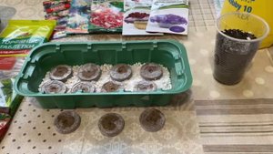 Торфяные таблетки или грунт! Куда лучше сажать рассаду цветов