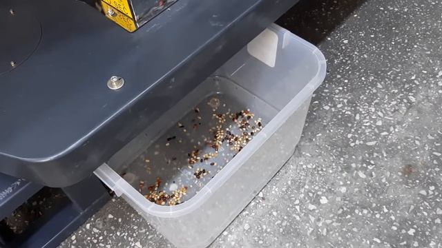 Сортировка ядер кедрового ореха. Pine nut Sorting смотреть онлайн