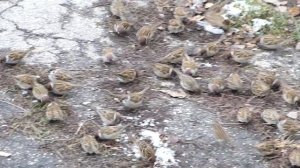 Полевые воробьи:"Слухи о нашей смерти несколько преувеличены!" :)