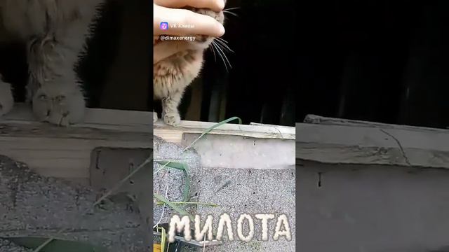 🐱мимишная мотивашка🥰❤ мило🐯мотивашка дня❤