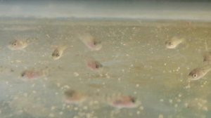 Разведение Цыхлид. Мальки, Кормление Сухим Кормом Копенс.