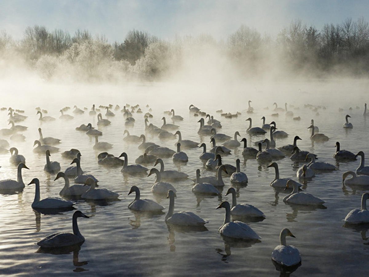 Озеро с лебедями на алтае
