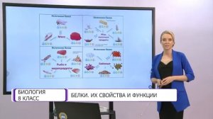 Биология. 8 класс. Белки: их свойства и функции /18.09.2020/