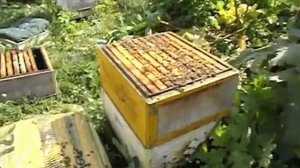 июль на пасеке - пчелы заливают нектаром все рамки и матке негде сеять, что делать