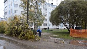 Талдом Как правильно спилить огромное дерево за 15 минут
