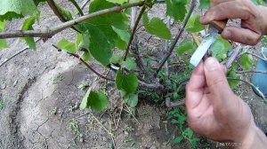 Прививка винограда в расщеп, методом черное в зеленое