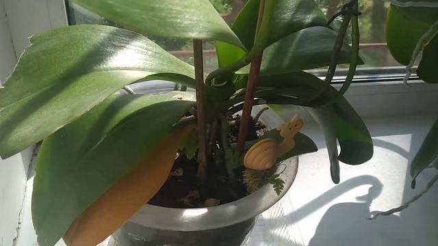 Если у орхидеи пожелтел нижний лист? смотреть онлайн