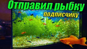 Отправил рыбку и аквариумные растения подписчику канала!