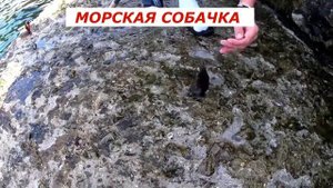 Форос. Рыбалка с волнореза. Креветки. часть 1