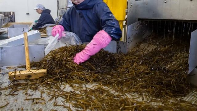 Выращивание Морской капусты как бизнес идея