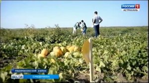 В Астраханском регионе отмечено появление нового карантинного вредителя дынной мухи