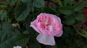 Роза Gentle Hermione, первогодка _20.07.2017_1080HD