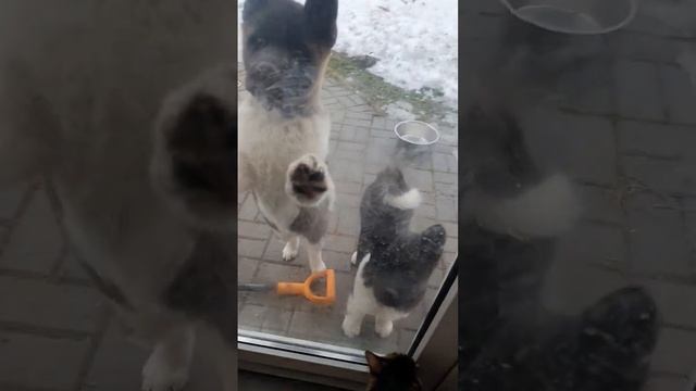 22.03.23 утро в акито-зоопарке? щенки американской акиты продаются! #akitapuppy #americanakita #cat смотреть онлайн