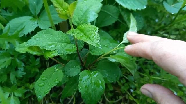 Размножение яблони из семечки Пермский край, начало смотреть онлайн