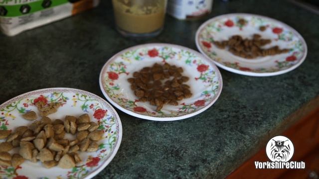 Что делать, если собака не ест сухой корм / щенок йорка / купить щенка смотреть онлайн