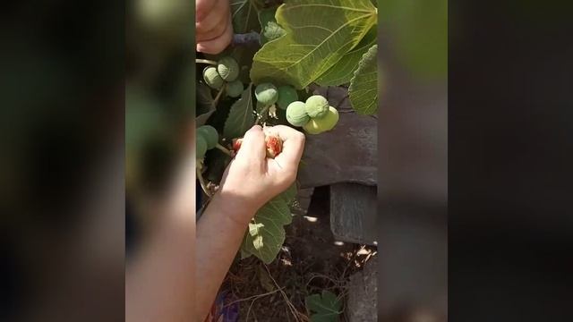 ИНЖИРОВОЕ ВАРЕНЬЕ