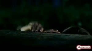 Denis Rider мы небо и земля