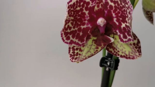 Phal. Lioulin Wild Cat бабочка - Дикий кот с нижними защипами (орхидея фаленопсис мутант)