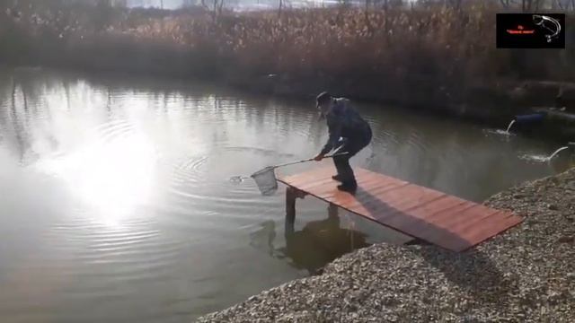 Vip пруд "Чёрные камни" 13.11.19г. Форель. смотреть онлайн