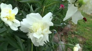 Пион СНОУ МАУНТЕН ? Paeonia SNOW MOUNTAIN: обзор, описание, цветение, отзыв