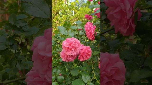 Роза парковая Генри Келси смотреть онлайн