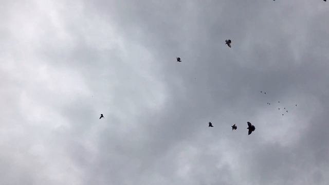 Витамины для голубят