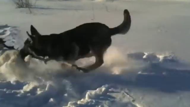 Зимняя Белка смотреть онлайн