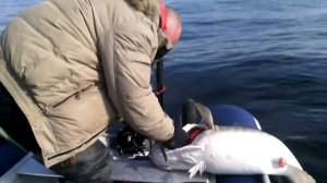 Рыбалка Баренцево море  Кильдин 16 апреля 2016г.