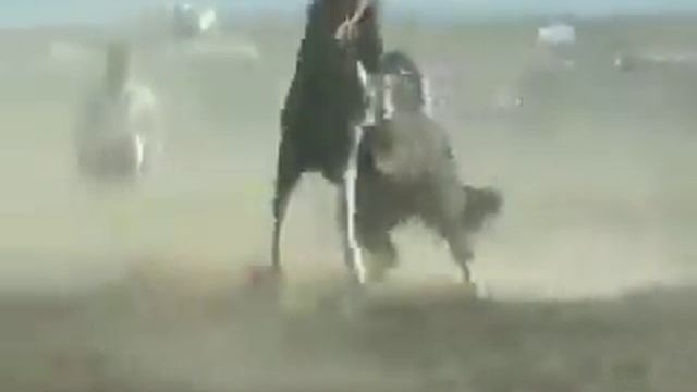 Арабская порода смотреть онлайн