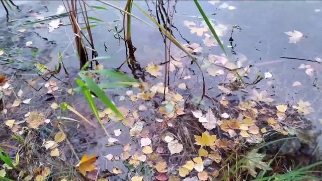 О чём поют ветра осенние? смотреть онлайн