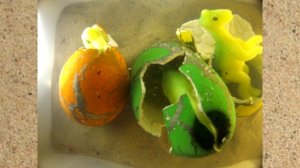 Как вырастить яйцо динозавра? Инструкция. Огромные яйца дракона!