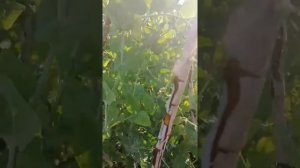 Старые ветки малины = опора для гороха