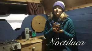 Noctiluca - a new and exciting plan! Vlog 1.