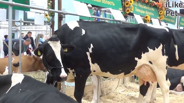 Как правильно доить корову руками? смотреть онлайн