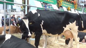 Как правильно доить корову руками?