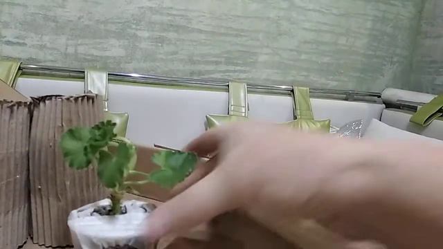 Новое поступление от Оли Сохач смотреть онлайн