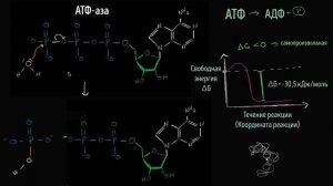 Механизм гидролиза АТФ (видео 11) | Энергия | Биология