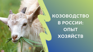 Козоводство в России: опыт двух молочных хозяйств и одного племенного репродуктора