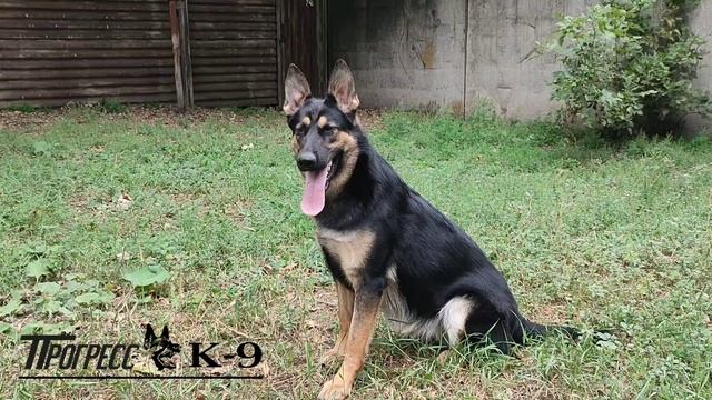 Немецкая овчарка. Рабочая линия чепрачного окраса. Питомник Прогресс К-9. German Shepherd Dog смотреть онлайн