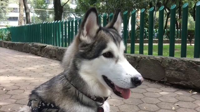 Alaskan malamute, movimientos a velocidad normal y en cámara lenta con iPhone смотреть онлайн