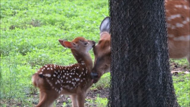 Малыши пятнистых оленей с мамами кушают свежую траву 23.06.2022 смотреть онлайн