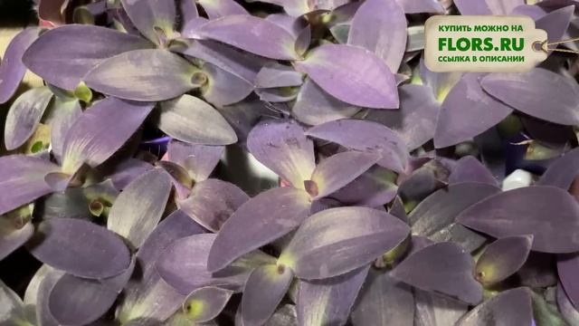 #17 Обзор комнатных растений в цветочном магазине. Цветущие и декоративнолиственные
