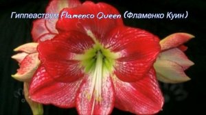 Гиппеаструм, разновидности