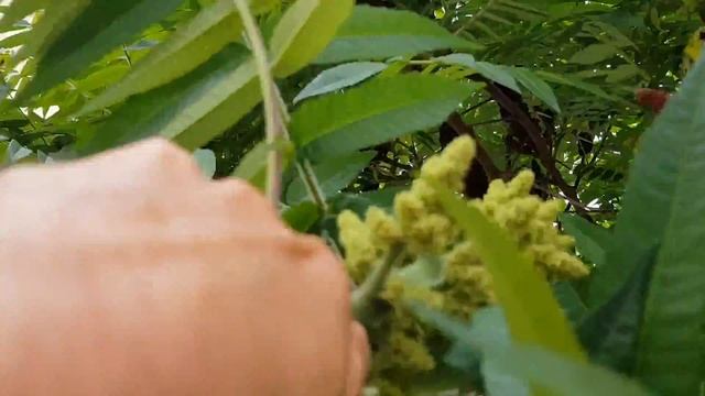 Essigbaum - weibliche Blüte - 27.05.18 (Rhus typhina) - Bäume (Blüte) Bestimmung смотреть онлайн