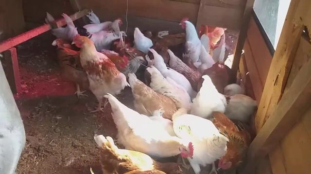 утреннее кормление кур смотреть онлайн