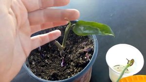 Комнатные цветы . Новые сингониумы .Посадка/пересадка.