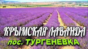 КРЫМСКАЯ ЛАВАНДА. БАХЧИСАРАЙ. пос. ТУРГЕНЕВКА. ИЮНЬ 2024. #крым #лаванда #travel #crimea